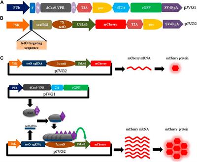 Validation of CRISPR activation system in Aedes cells using multicistronic plasmid vectors